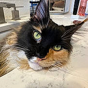 Penelope is registered to the contest to win money with this photo: bathroom, calico_cat, cat, close_up, countertop, curious, ear, faucet, fluffy, green_eyes, indoor, long_hair, lying_down, mirror_reflection, nose, pet, portrait, sink, toiletries, whiskers