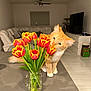 Leo is registered to the contest to win money with this photo: animal, cat, computerhardware, electronics, flower, flowerarrangement, flowerbouquet, hardware, indoors, interiordesign, jar, monitor, pet, petal, plant, pottedplant, pottery, screen, tv, vase