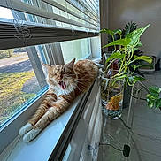 Leo joined the competition — help win amazing prizes! animal, architecture, balcony, cat, cup, furniture, hemp, herbal, herbs, jar, kitten, manx, mint, pet, plant, pottedplant, table, tabletop, window, windowsill