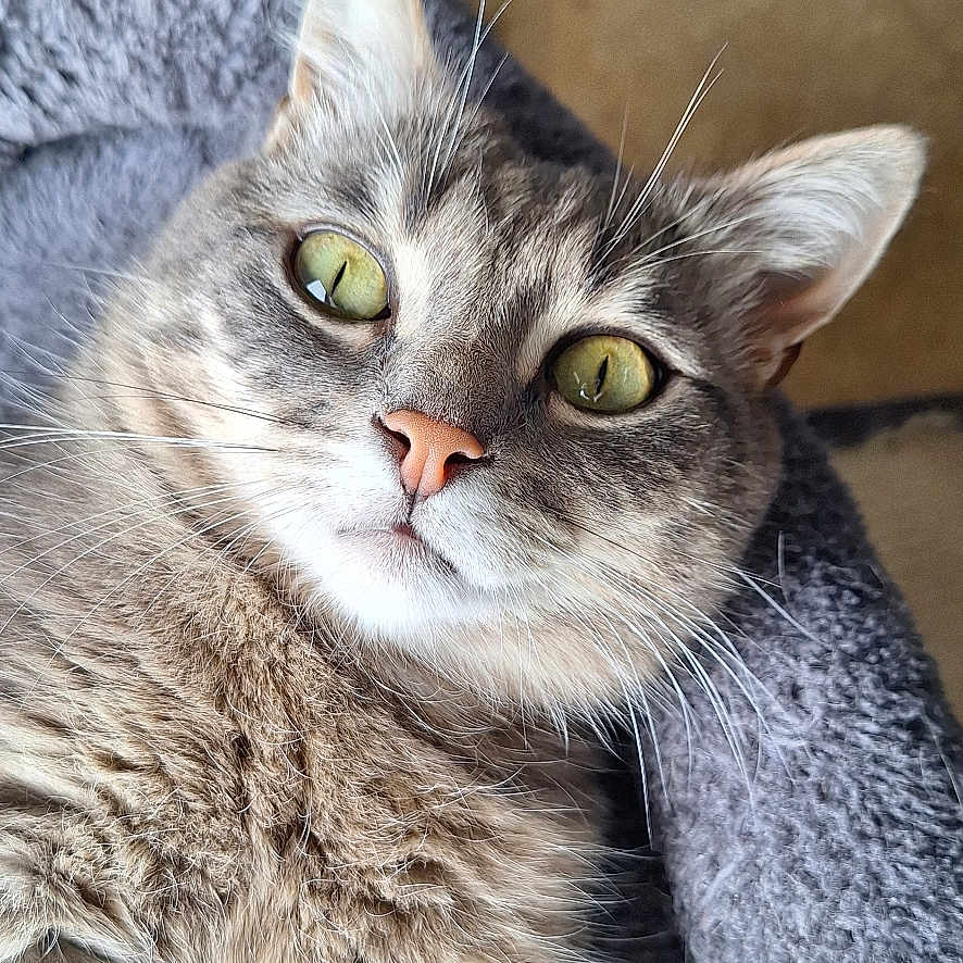 Caline participe au concours pour gagner de l'argent avec cette photo : animal, cat, close_up, comfort, cozy, curious, cute, domestic_cat, feline, fluffy, fur, green_eyes, indoor, pet_bed, portrait, relaxed, resting, soft_texture, tabby, whiskers