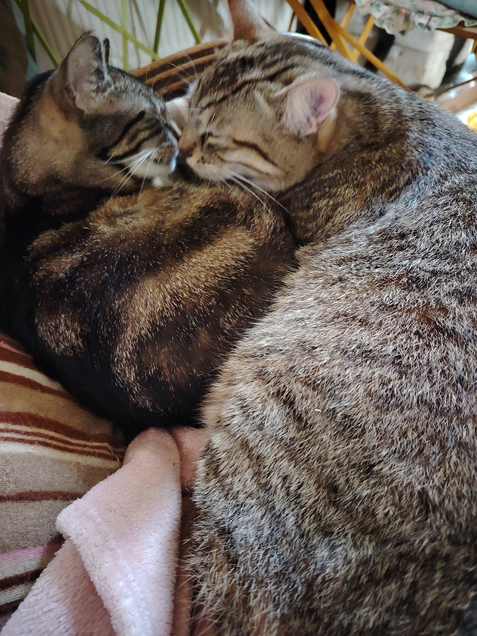 Moshi participe au concours pour gagner de l'argent avec cette photo : carnivore, cat, claw, comfort, domestic_short_haired_cat, felidae, fur, grey, nap, paw, sleep, small_to_medium_sized_cats, snout, tail, terrestrial_animal, whiskers