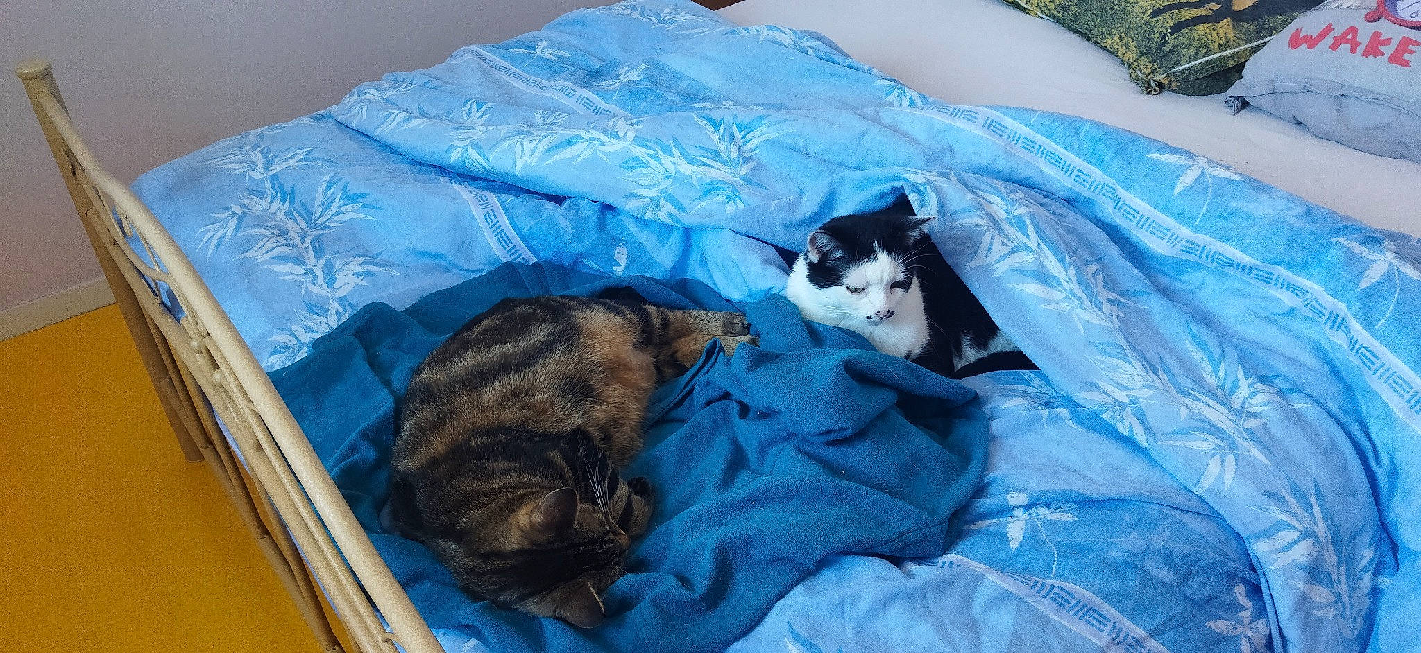 Moshi a rejoint le concours — aidez-le/la à gagner de superbes lots ! azure, bag, canidae, carnivore, cat, comfort, domestic_short_haired_cat, electric_blue, felidae, fur, linens, mammal, nap, room, small_to_medium_sized_cats, sporting_group, tail, textile, vertebrate, whiskers