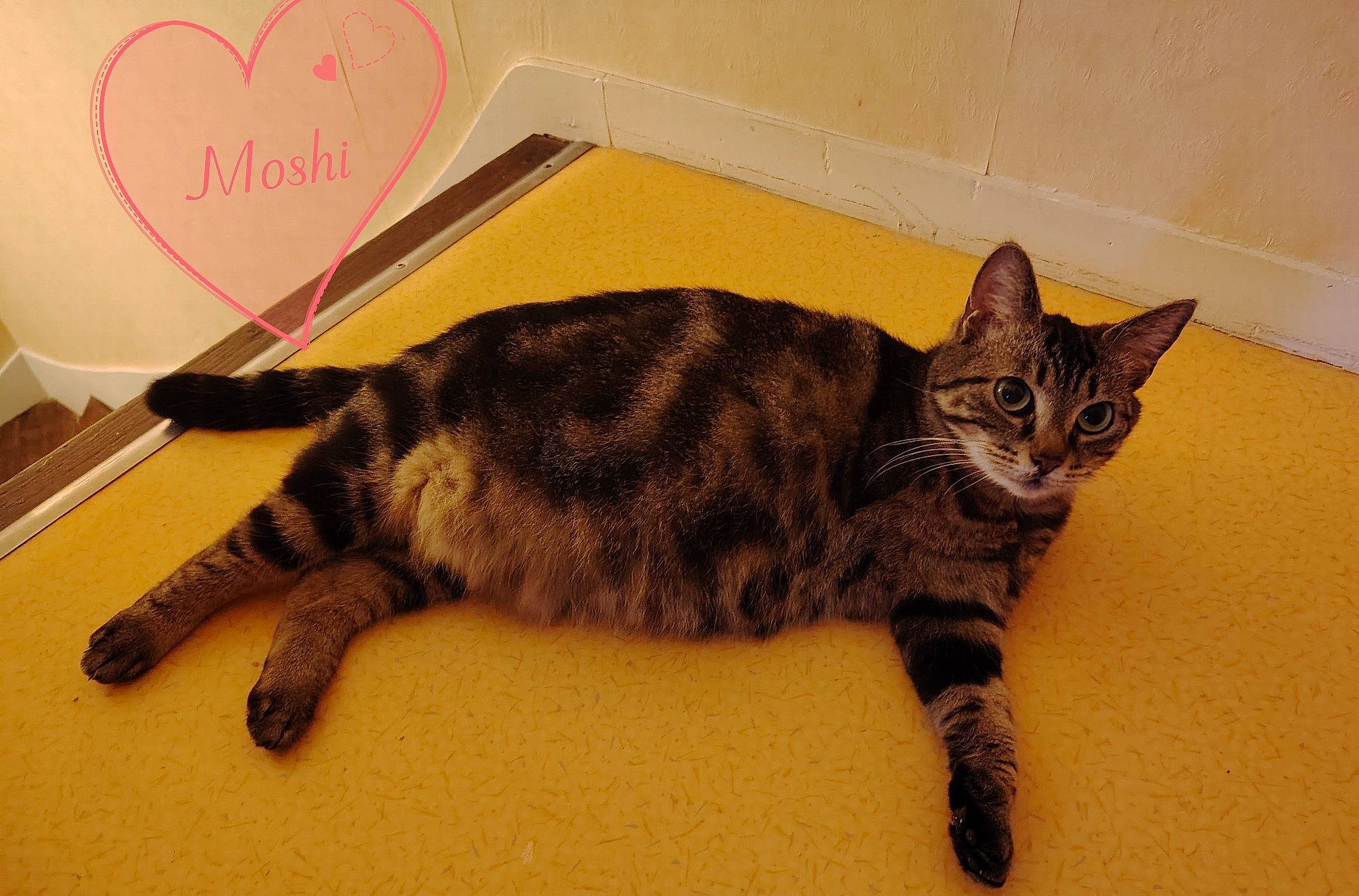 Moshi participe au concours pour gagner de l'argent avec cette photo : carnivore, cat, claw, comfort, computer_keyboard, domestic_short_haired_cat, felidae, flooring, fur, paw, small_to_medium_sized_cats, tail, terrestrial_animal, whiskers