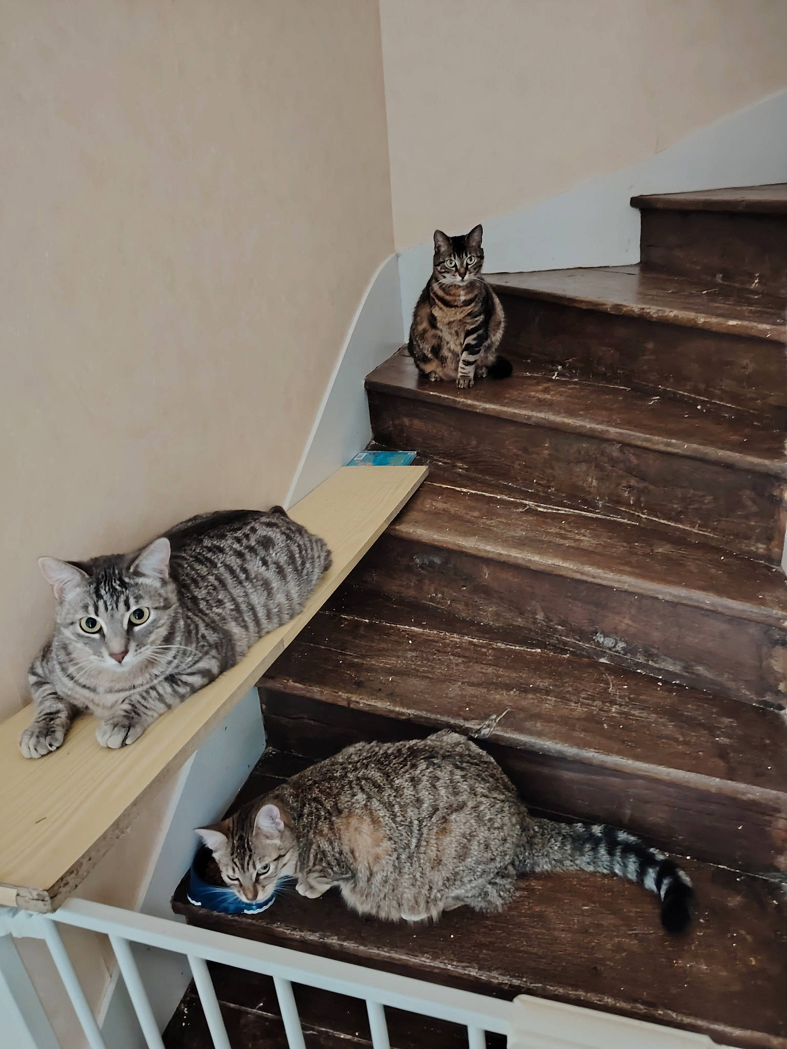 Moshi participe au concours pour gagner de l'argent avec cette photo : carnivore, cat, cat_supply, comfort, domestic_short_haired_cat, felidae, flooring, fur, grey, hardwood, pet_supply, rectangle, room, small_to_medium_sized_cats, tail, terrestrial_animal, whiskers, window, wood, wood_flooring