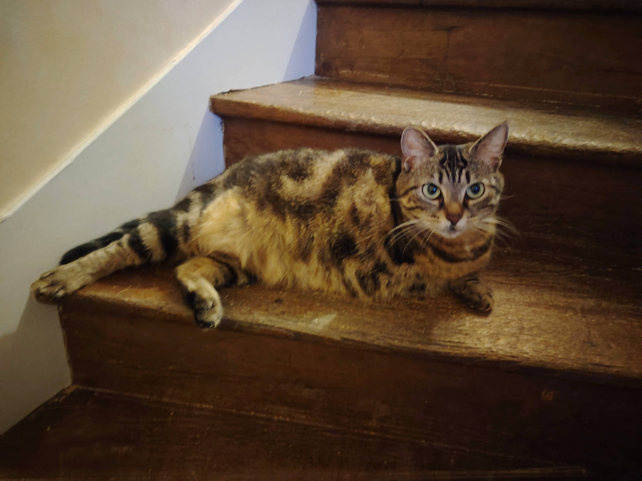 Moshi a rejoint le concours — aidez-le/la à gagner de superbes lots ! box, carnivore, cat, comfort, domestic_short_haired_cat, felidae, flooring, fur, hardwood, paw, room, small_to_medium_sized_cats, tail, terrestrial_animal, whiskers, wood