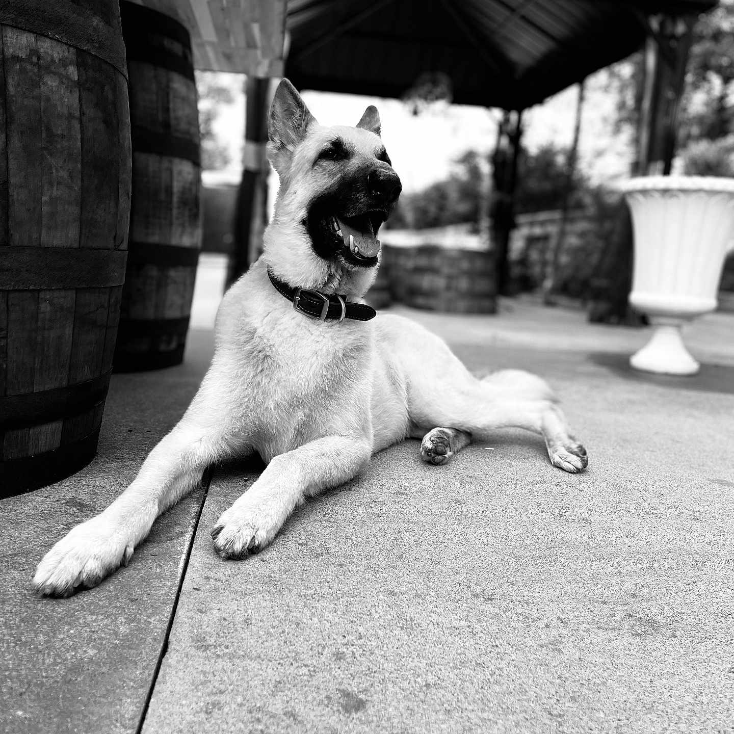 Marley joined the competition — help win amazing prizes! animal, architecture, bodypart, building, canine, dog, germanshepherd, house, housing, husky, nature, outdoors, patio, pet, plant, pottedplant, pottery, puppy, shelter, summer