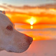 Bodhi is registered to the contest to win money with this photo: animal, canine, close_up, dog, ear, eye, fur, letterbox_bars, outdoors, pet, profile, reflection, sky, snout, sun, sunlight, sunset, warm_colors, water, white_dog