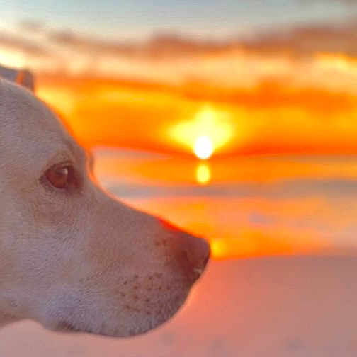 Bodhi