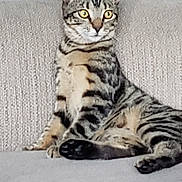 Trigger joined the competition — help win amazing prizes! alert, animal, cat, couch, cute, domestic_cat, ears, feline, fur, furniture, home, indoor, paw, pet, relaxed, resting, striped, tabby_cat, whiskers, yellow_eyes
