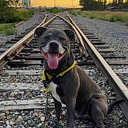 Odis joined the competition — help win amazing prizes! canine, collar, dog, evening, grass, happy, leash, nature, outdoor, pet, portrait, railway_tracks, rocks, sitting, smiling, sunset, tongue_out, trees, wooden_sleepers, yellow_bandana