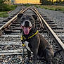 canine, collar, dog, evening, grass, happy, leash, nature, outdoor, pet, portrait, railway_tracks, rocks, sitting, smiling, sunset, tongue_out, trees, wooden_sleepers, yellow_bandana