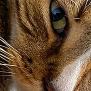Danny is registered to the contest to win money with this photo: cat, close_up, eye, fur, whiskers, animal, pet, mammal, tabby, face, portrait, whisker, feline, cute, domestic_animal, macro, nature, looking, focus, curious