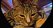 Danny joined the competition — help win amazing prizes! cat, tabby, heart_shape, pet, animal, feline, relaxed, indoor, closeup, whiskers, ears, sleepy, resting, cute, fur, muzzle, portrait, cozy, domestic_cat, background