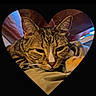 cat, tabby, heart_shape, pet, animal, feline, relaxed, indoor, closeup, whiskers, ears, sleepy, resting, cute, fur, muzzle, portrait, cozy, domestic_cat, background