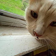 Buttmunch joined the competition — help win amazing prizes! animal, cat, closeup, curious, daytime, domestic_cat, face, fur, greenery, house, indoor, light, nose, pet, scratched_surface, screen, whiskers, window, windowsill, yellow_package