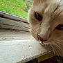animal, cat, closeup, curious, daytime, domestic_cat, face, fur, greenery, house, indoor, light, nose, pet, scratched_surface, screen, whiskers, window, windowsill, yellow_package
