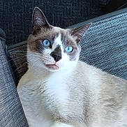 Mr Bootiful is registered to the contest to win money with this photo: cat, blue_eyes, close_up, indoor, feline, whiskers, fur, pet, relaxed, texture, pattern, nose, portrait, animal, seated, comfortable, light, shadow, background, lounge