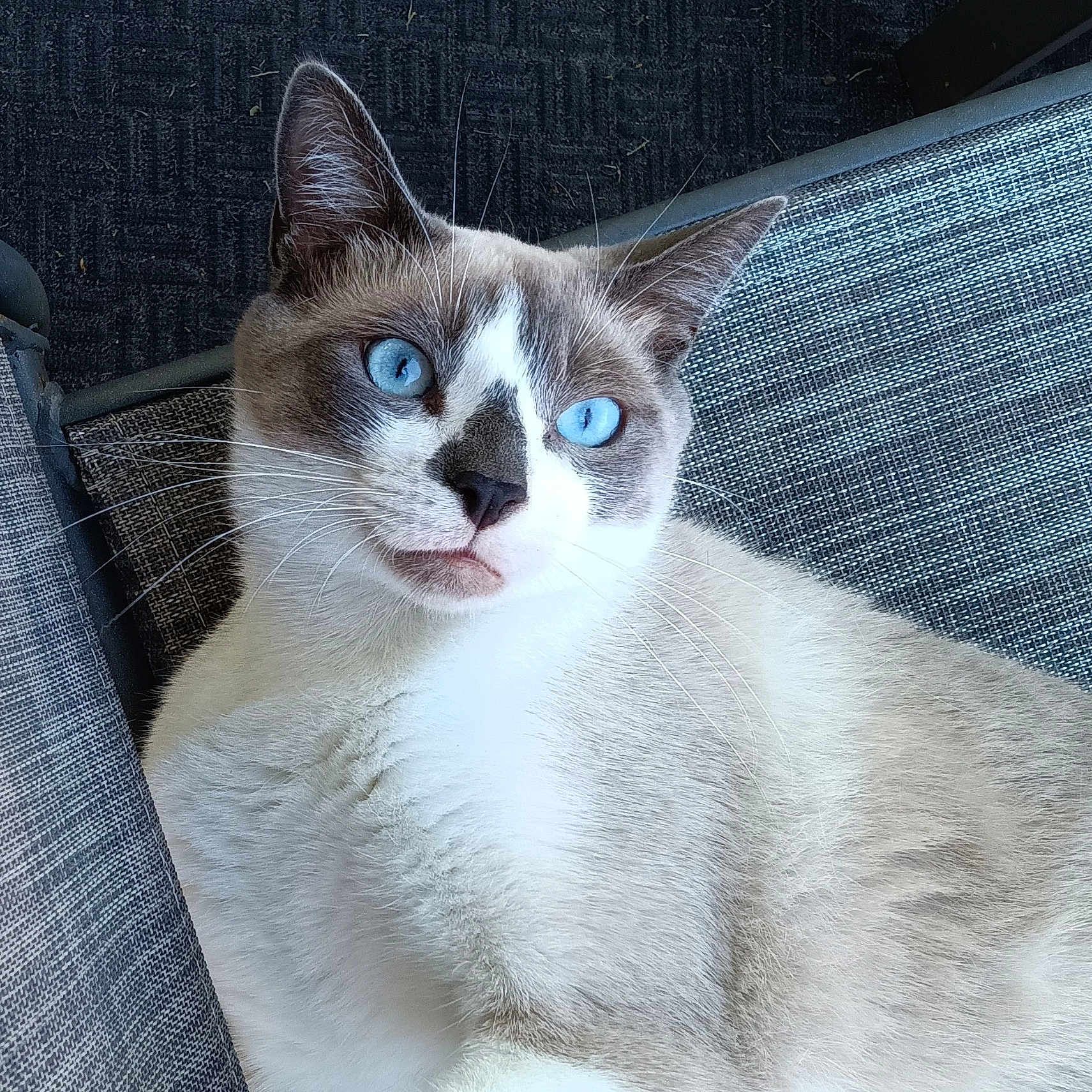 Mr Bootiful is registered to the contest to win money with this photo: animal, background, blue_eyes, cat, close_up, comfortable, feline, fur, indoor, light, lounge, nose, pattern, pet, portrait, relaxed, seated, shadow, texture, whiskers