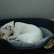 Roby a rejoint le concours — aidez-le/la à gagner de superbes lots ! dog, sleeping, pet_bed, white_dog, indoor, tile_floor, collar, toy, resting, cozy, curled_up, quiet, home, domestic, animal, relaxing, furniture, staircase, cushion, black_bed