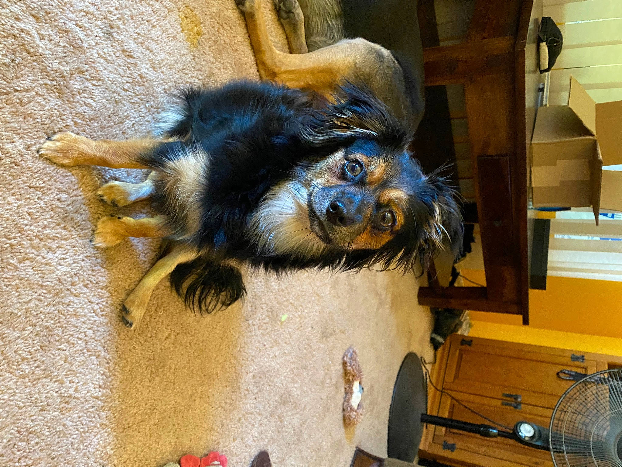 Belle is registered to the contest to win money with this photo: art, dog_breed, door, electric_blue, fur, natural_material, paint, primate, shipping_box, snout, terrestrial_animal, visual_arts, wood, working_animal