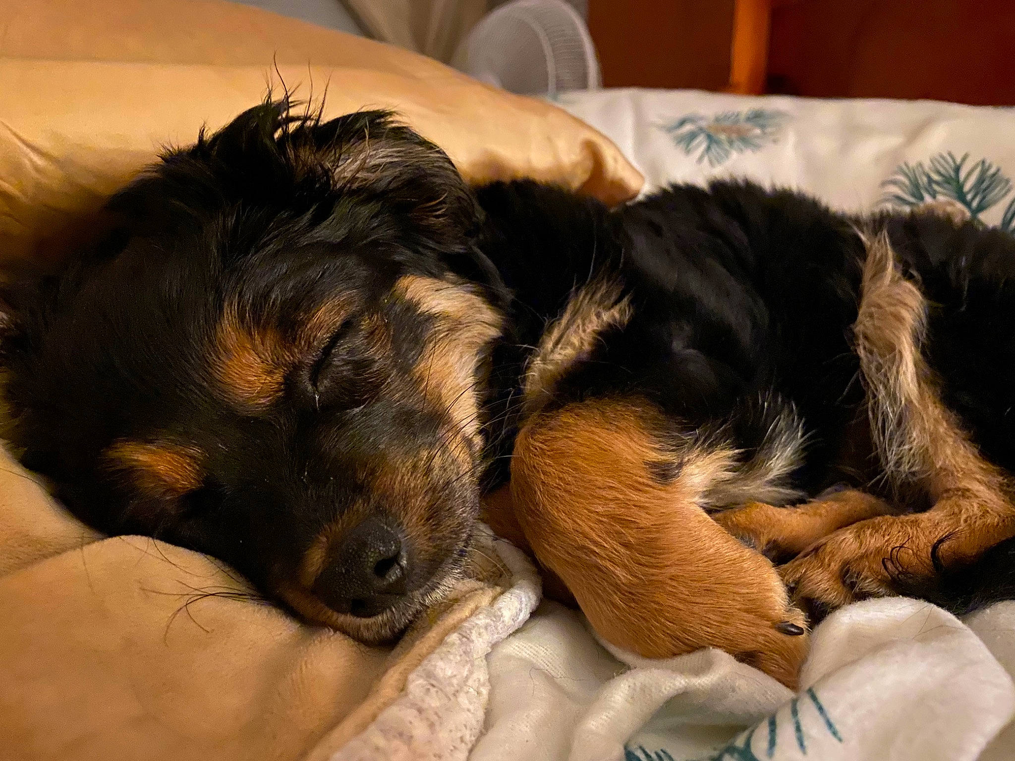 Belle joined the competition — help win amazing prizes! canidae, carnivore, claw, comfort, companion_dog, dog, dog_breed, ear, fur, guard_dog, nap, paw, puppy, sleep, snout, sporting_group, terrier, whiskers, working_animal, working_dog