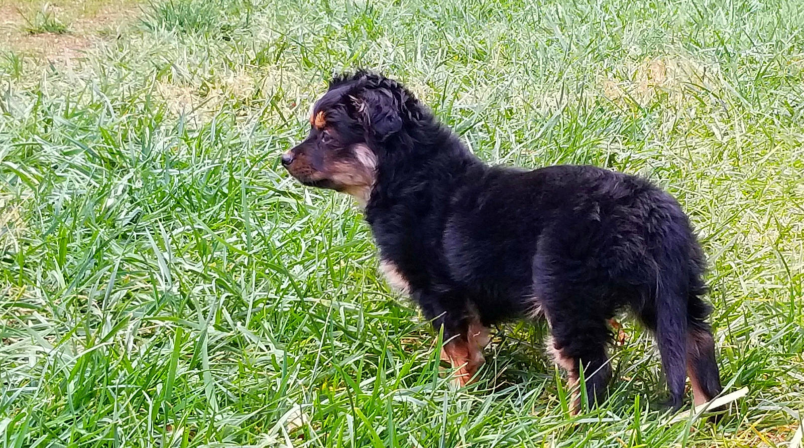 Belle is registered to the contest to win money with this photo: carlin_pinscher, carnivore, companion_dog, dog, dog_breed, gaddi_kutta, grass, guard_dog, liver, sedge_family, sporting_group, terrestrial_animal, working_animal, working_dog