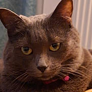 Minnie participe au concours pour gagner de l'argent avec cette photo : animal, blanket, cat, closeup, collar, cozy, cute, domestic_cat, feline, fur, gray_cat, indoor, orange, pet, portrait, relaxed, resting, whiskers, white, yellow_eyes