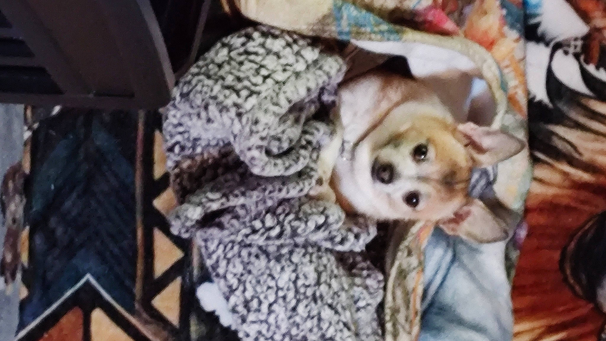 Lucy is registered to the contest to win money with this photo: bed, canidae, carnivore, comfort, companion_dog, couch, dog, dog_breed, dog_clothes, dog_supply, fawn, fur, linens, nap, pattern, sporting_group, toy, toy_dog, wood, working_animal