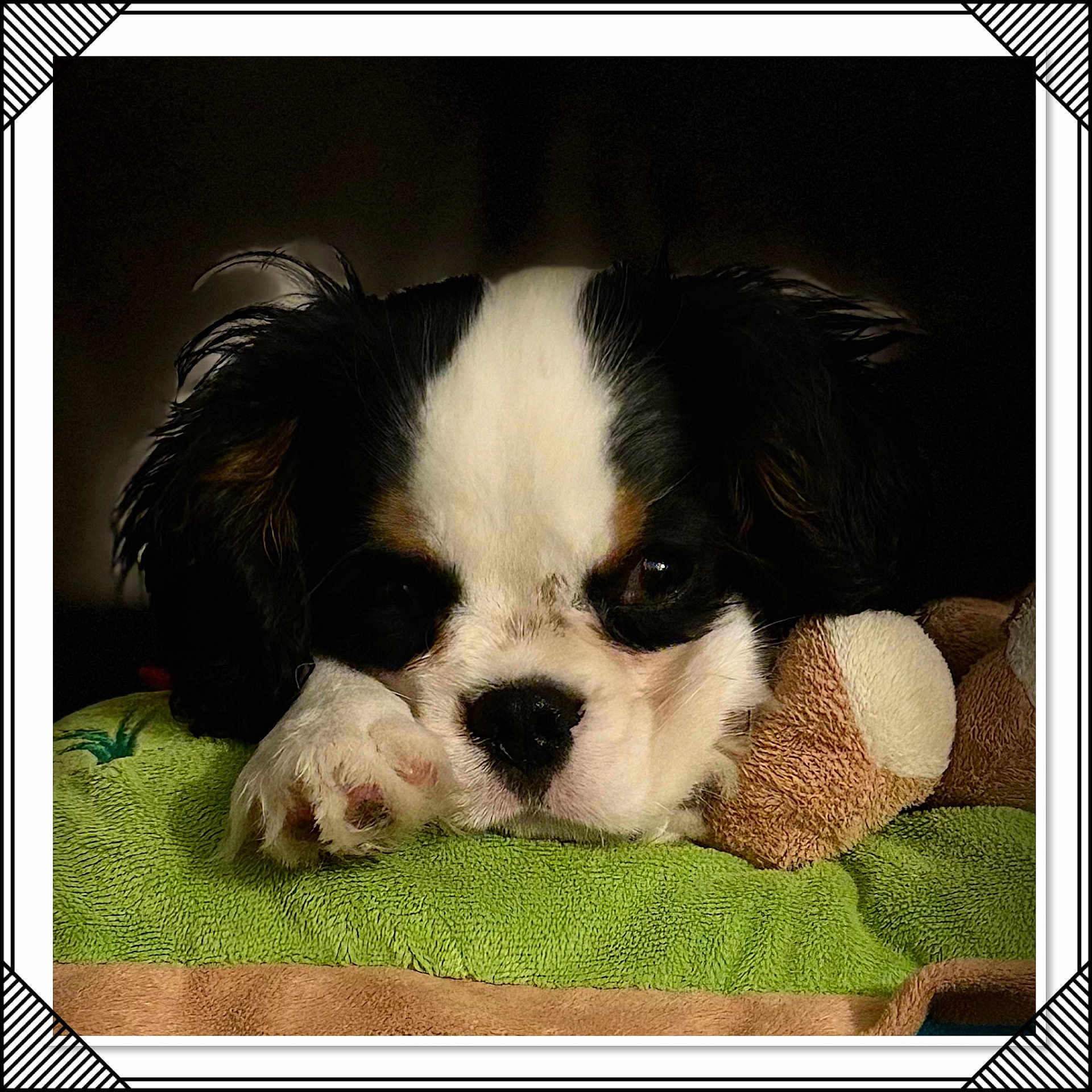 Askip a rejoint le concours — aidez-le/la à gagner de superbes lots ! animal, armchair, blanket, canine, chair, cockerspaniel, couch, cushion, dog, furniture, homedecor, hound, papillon, person, pet, puppy, saintbernard, sleeping, terrier, towel