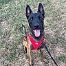 dog, belgian_malinois, black_and_tan, pointed_ears, open_mouth, pink_tongue, sitting, outdoors, grass, field, red_harness, leash, pet, companion_animal, portrait, alert, happy, looking_at_camera, full_body, animal_photography