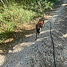 dog, pet, animal, outdoor, forest, woodland, trail, gravel, leash, harness, walking, running, tongue, ears, black_and_brown, sunlight, shadows, nature, path, adventure