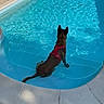 dog, swimming_pool, water, outdoor, summer, red_harness, pet, animal, canine, backyard, patio, gravel, trees, sunlight, blue_water, poolside, reflection, wading, floating_toy, recreation
