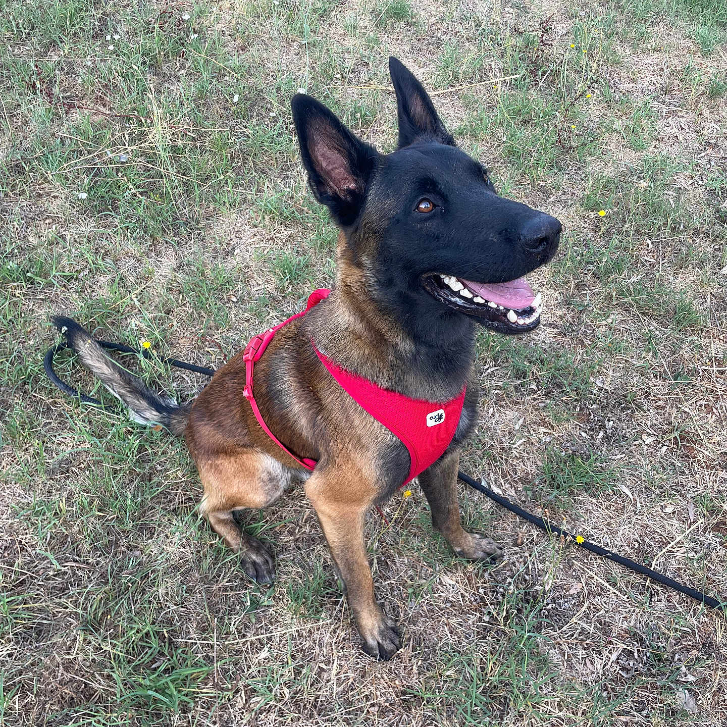 Valko