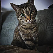 Célestine a rejoint le concours — aidez-le/la à gagner de superbes lots ! cat, tabby_cat, green_eyes, pet, animal, feline, whiskers, close_up, indoor, cozy, blanket, curious, portrait, sitting, fur, cute, domestic_animal, looking, soft_light, home