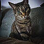 cat, tabby_cat, green_eyes, pet, animal, feline, whiskers, close_up, indoor, cozy, blanket, curious, portrait, sitting, fur, cute, domestic_animal, looking, soft_light, home