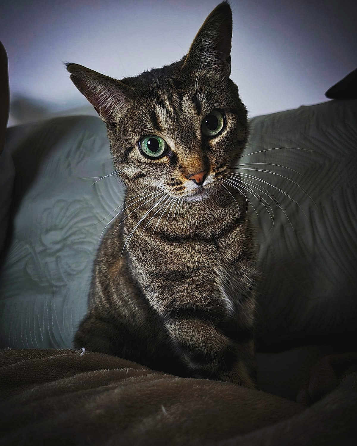 Célestine a rejoint le concours — aidez-le/la à gagner de superbes lots ! cat, tabby_cat, green_eyes, pet, animal, feline, whiskers, close_up, indoor, cozy, blanket, curious, portrait, sitting, fur, cute, domestic_animal, looking, soft_light, home