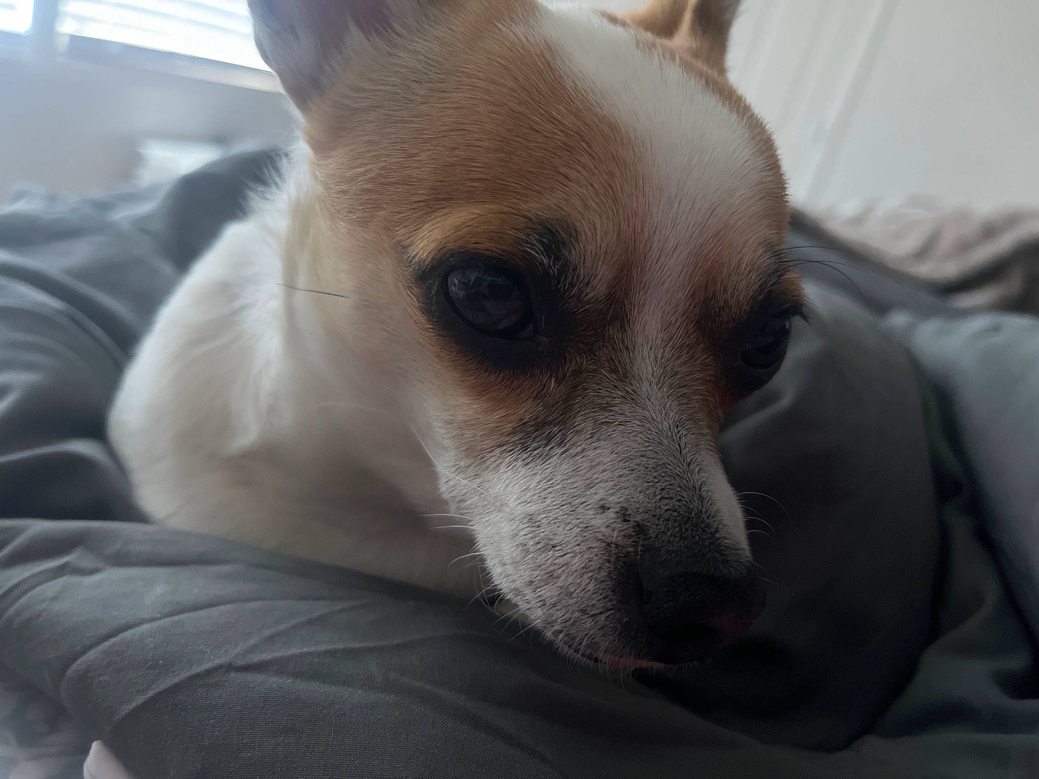 Snowflake joined the competition — help win amazing prizes! canidae, carnivore, chihuahua, comfort, companion_dog, dog, dog_breed, ear, fawn, fur, nap, non_sporting_group, paw, small_terrier, snout, sporting_group, terrestrial_animal, toy_dog, whiskers, working_animal