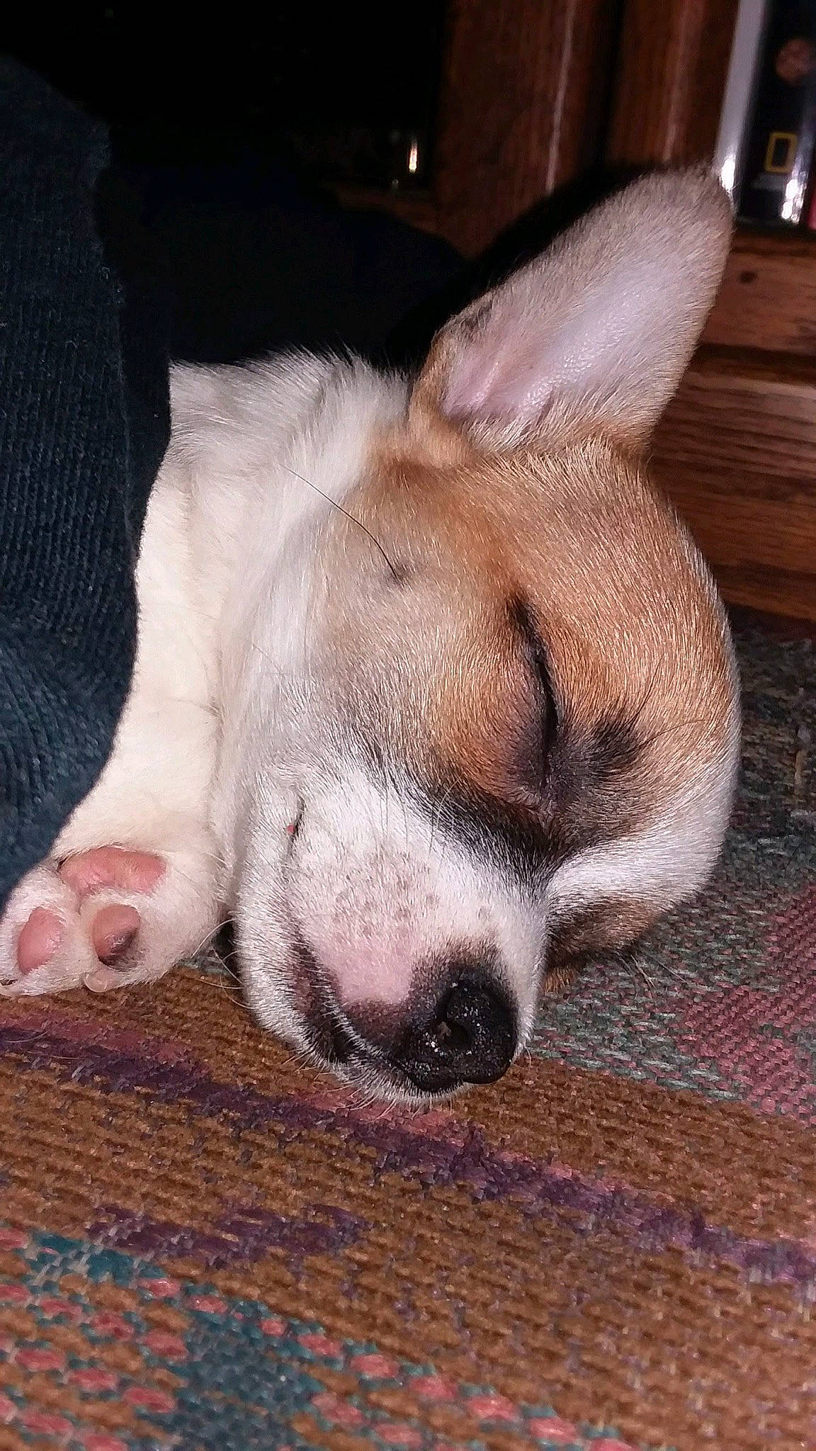 Snowflake is registered to the contest to win money with this photo: bored, canidae, carnivore, comfort, companion_dog, dog, dog_breed, ear, fawn, fur, hardwood, nap, paw, puppy, snout, tail, terrestrial_animal, whiskers, wood, working_animal