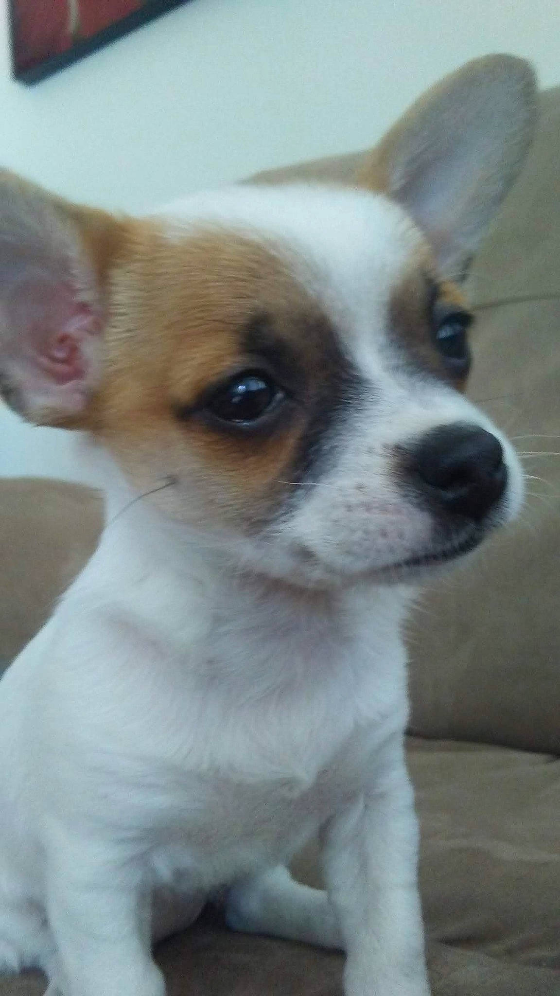 Snowflake is registered to the contest to win money with this photo: ancient_dog_breeds, canidae, carnivore, collar, companion_dog, dog, dog_breed, dog_supply, ear, fawn, fur, non_sporting_group, snout, sporting_group, terrestrial_animal, toy_dog, whiskers, working_animal