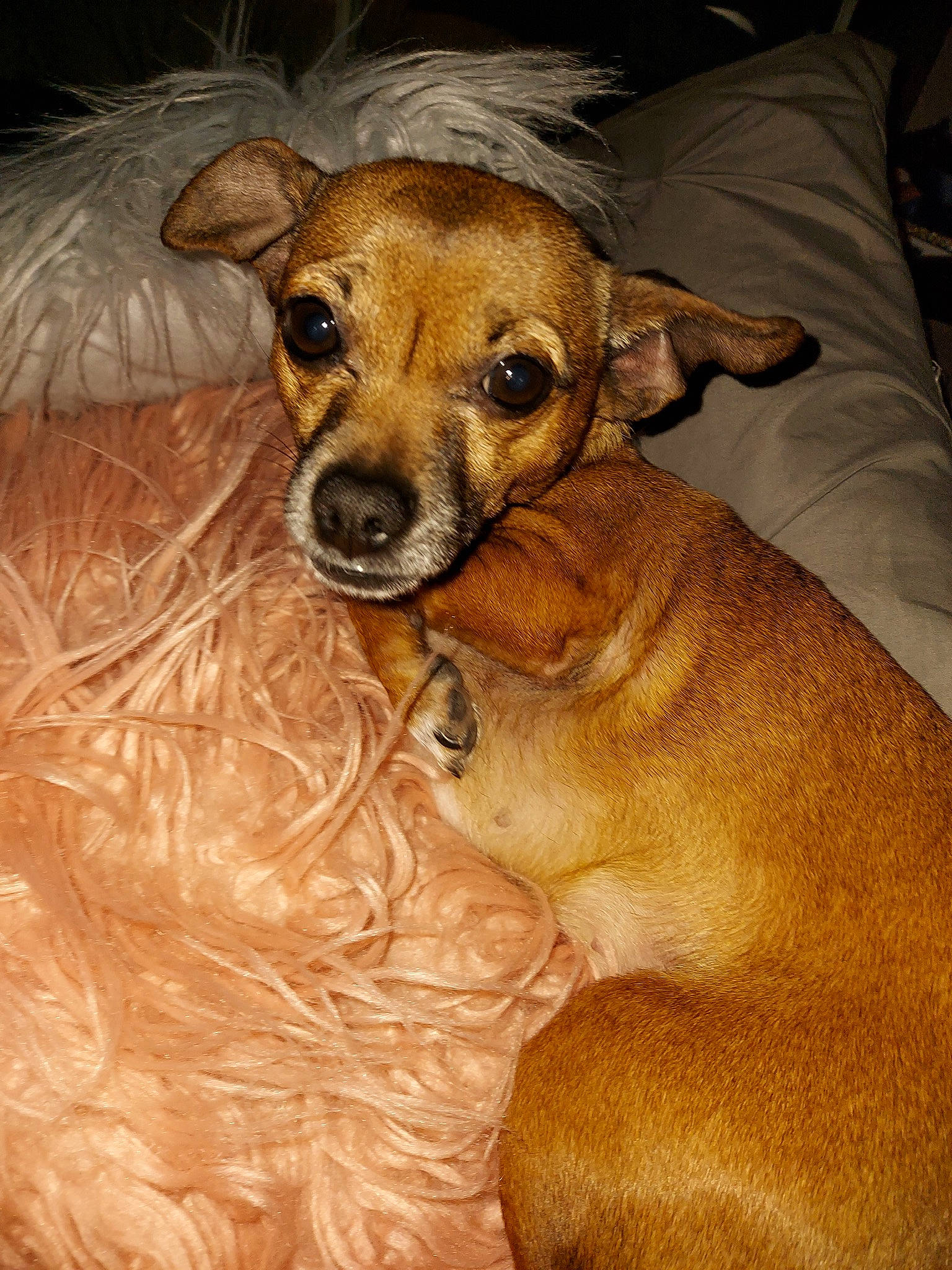 Paisley is registered to the contest to win money with this photo: canidae, carnivore, comfort, companion_dog, dog, dog_breed, dog_supply, fawn, fur, snout, sporting_group, terrestrial_animal, toy_dog, whiskers, working_animal