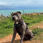 Vinco a rejoint le concours — aidez-le/la à gagner de superbes lots ! dog, outdoor, nature, grass, dirt_path, rock, seaside, water, cloudy_sky, pet, canine, harness, sitting, calm, landscape, greenery, animal, daytime, scenic, portrait