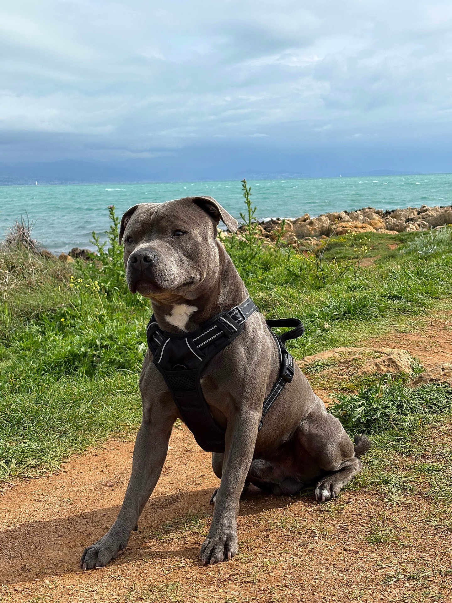 Vinco a rejoint le concours — aidez-le/la à gagner de superbes lots ! dog, outdoor, nature, grass, dirt_path, rock, seaside, water, cloudy_sky, pet, canine, harness, sitting, calm, landscape, greenery, animal, daytime, scenic, portrait