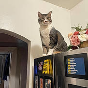 Kat joined the competition — help win amazing prizes! cat, tabby_cat, refrigerator, kitchen, flowers, artificial_flowers, photos, caution_sign, white_wall, doorway, indoor, pet, animal, home, curious, sitting, feline, decor, appliance, portrait