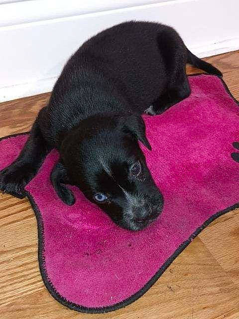 Azul joined the competition — help win amazing prizes! canidae, carnivore, comfort, companion_dog, dog, dog_breed, dog_supply, fawn, fur, hardwood, liver, magenta, pet_supply, pink, snout, sporting_group, tail, terrestrial_animal, wood, working_animal