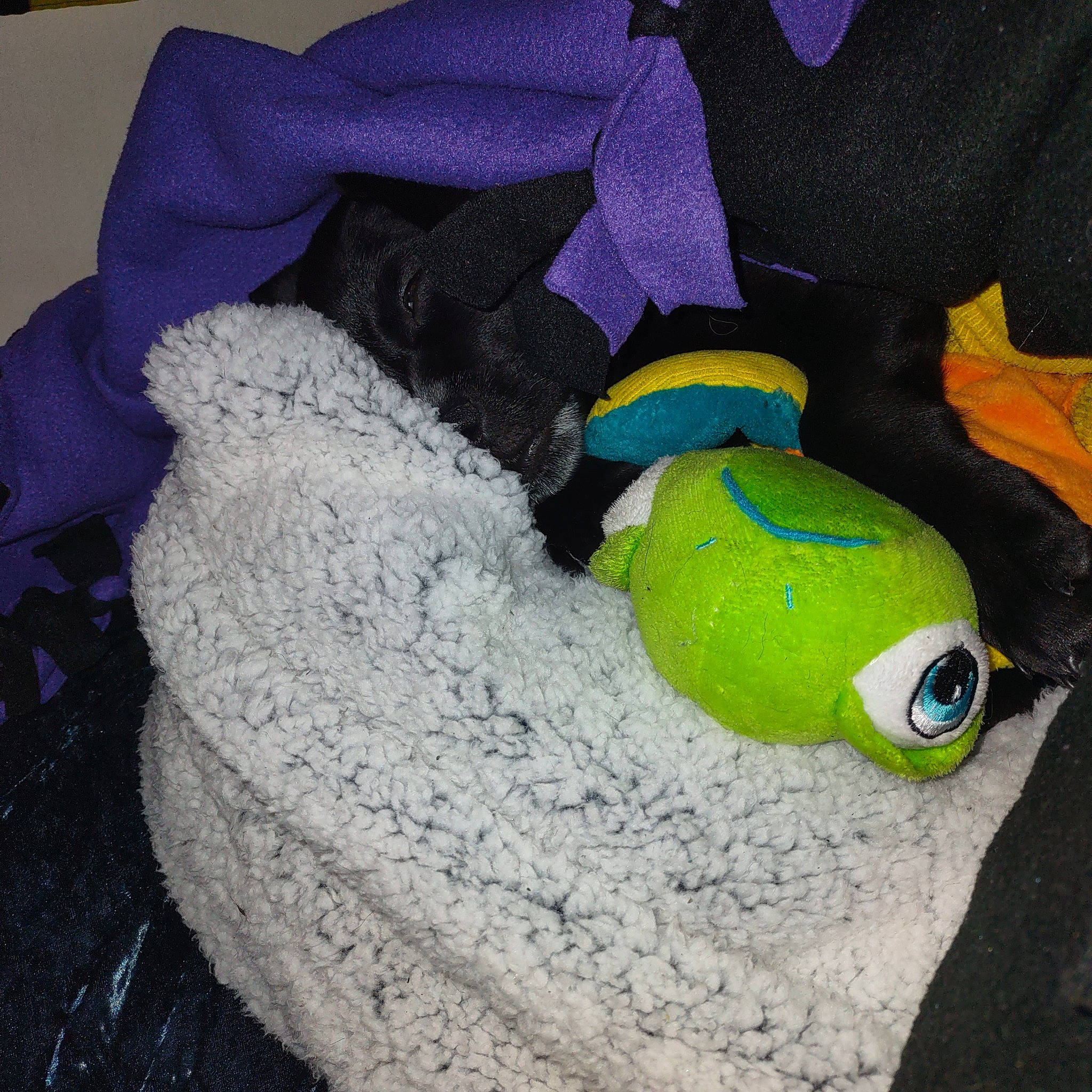 Azul joined the competition — help win amazing prizes! bag, beak, companion_dog, fashion_accessory, fish, flightless_bird, fur, grass, linens, penguin, personal_protective_equipment, plush, reptile, stuffed_toy, tail, toy, wool, woolen