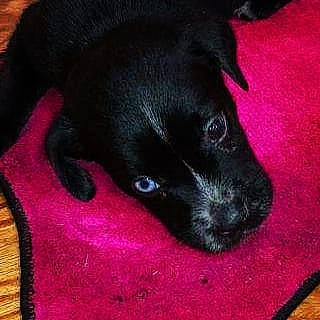 Azul joined the competition — help win amazing prizes! borador, canidae, carnivore, companion_dog, dog, dog_breed, fur, liver, magenta, non_sporting_group, pet_supply, sporting_group, terrestrial_animal, whiskers, working_animal