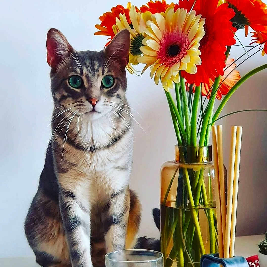 Filou participe au concours pour gagner de l'argent avec cette photo : animal, art, cat, daisy, floraldesign, flower, flowerarrangement, flowerbouquet, ikebana, jar, kitten, pet, petal, plant, pottedplant, pottery, sunflower, vase, window, windowsill