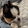 Dukie joined the competition — help win amazing prizes! animal, bed, blanket, chewing, collar, cozy, cute, dog, fur, indoor, lying_down, pattern, paw, pet, relaxed, resting, small_dog, textile, tongue_out, tricolor