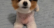 Dukie is registered to the contest to win money with this photo: adorable, animal, bed, blanket, blue_blanket, cozy, cute, dog, fluffy, fur, groomed, headboard, indoor, looking_at_camera, lying_down, pet, puppy, resting, small_dog, soft_texture