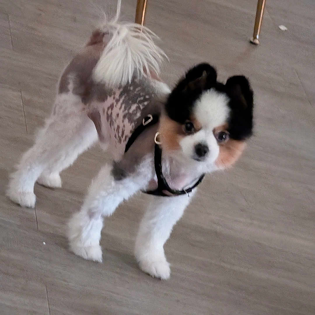 Dukie